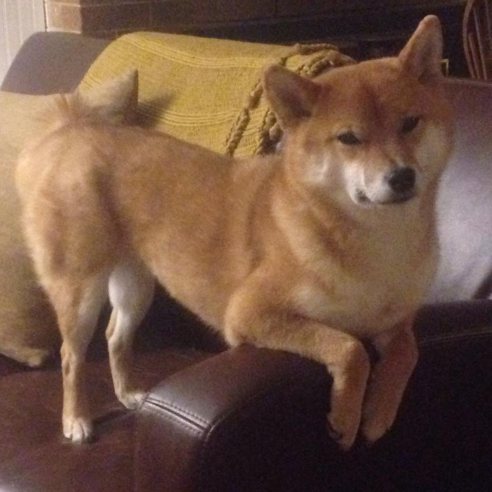 摩纳哥主场胜斯特拉斯堡,暂时稳定排名,摩纳哥新球场