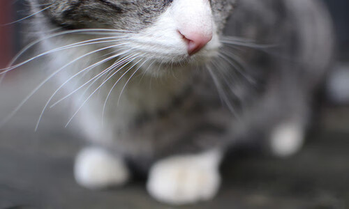 斯洛文尼亚逼平西班牙，掀起欧锦赛小组出线火花，斯洛文尼亚西班牙集锦