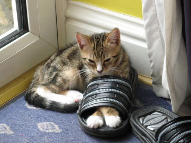 爱游戏-步行者在主场继续奋战，期待佳绩，步行者队主场球馆