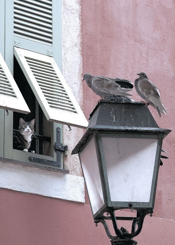 步行者在主场继续奋战，期待佳绩，步行者队主场球馆