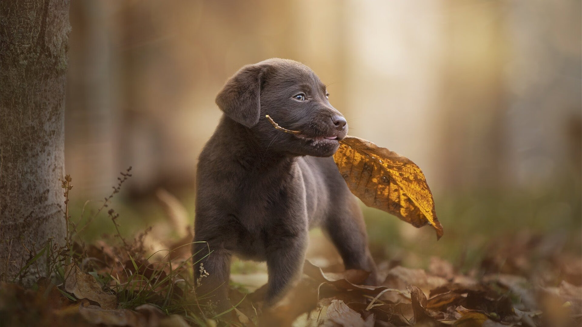 篮球运动员技术提升方案,篮球运动员技术提升方案怎么写