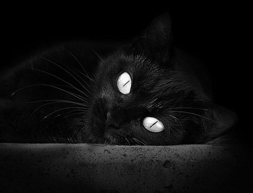 莱斯特城青训新秀崭露头角,备受球迷瞩目,莱斯特城队员名单