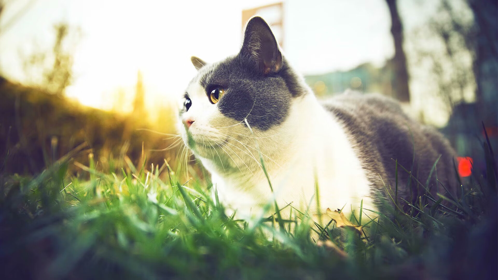 AIYOUXI.COM-青岛男篮进攻战术多样化取得成效，青岛男篮比赛时间表