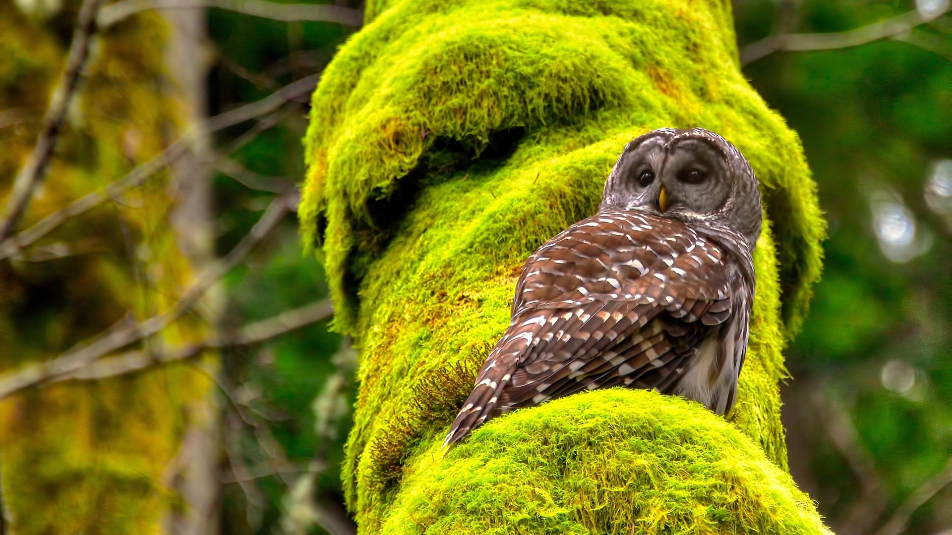 校园体育竞赛文化氛围建设策略,学校开展体育竞赛活动的作用