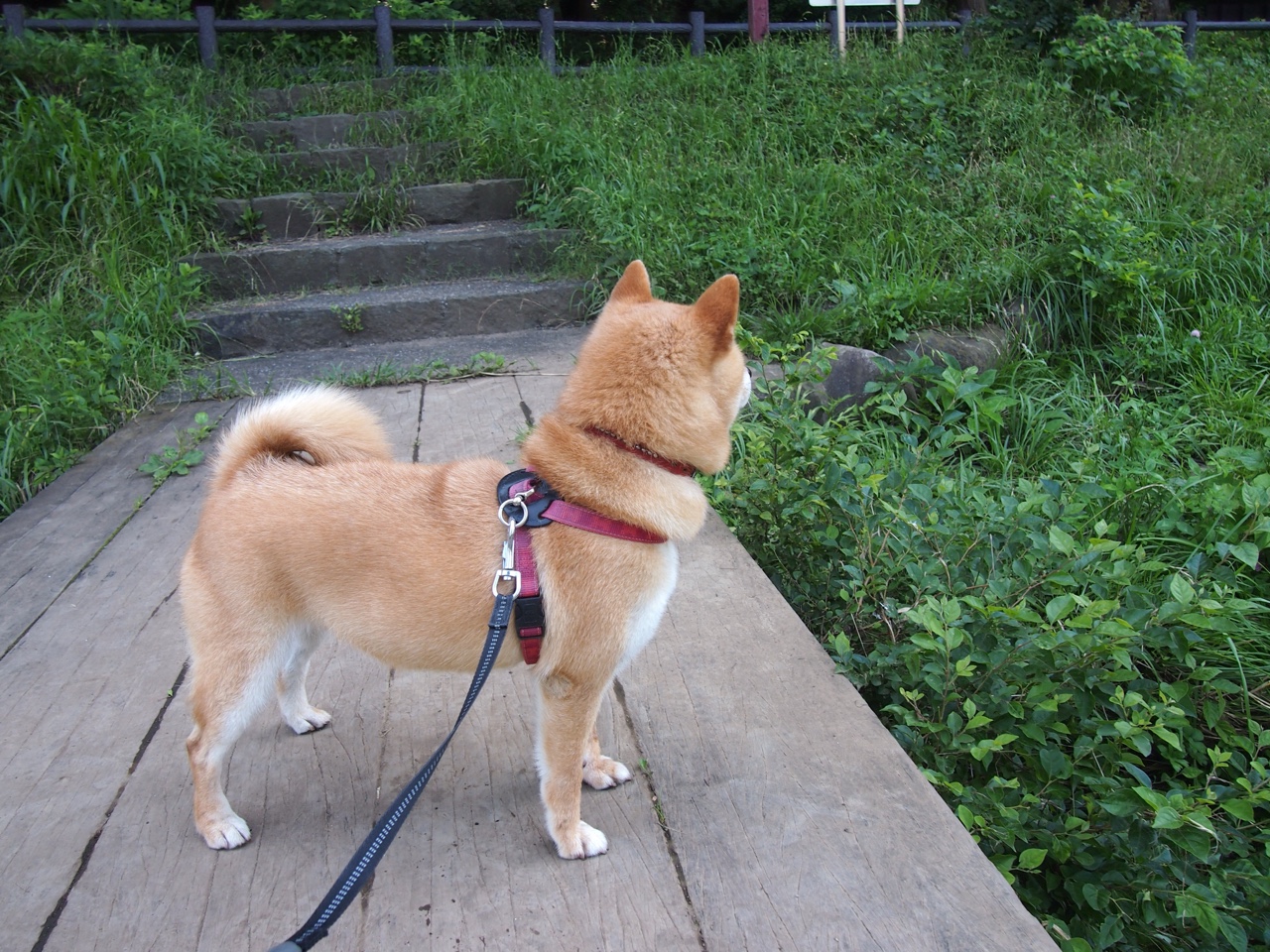 篮球专项技能动作规范化训练标准制定与实践,篮球专项技术讲解