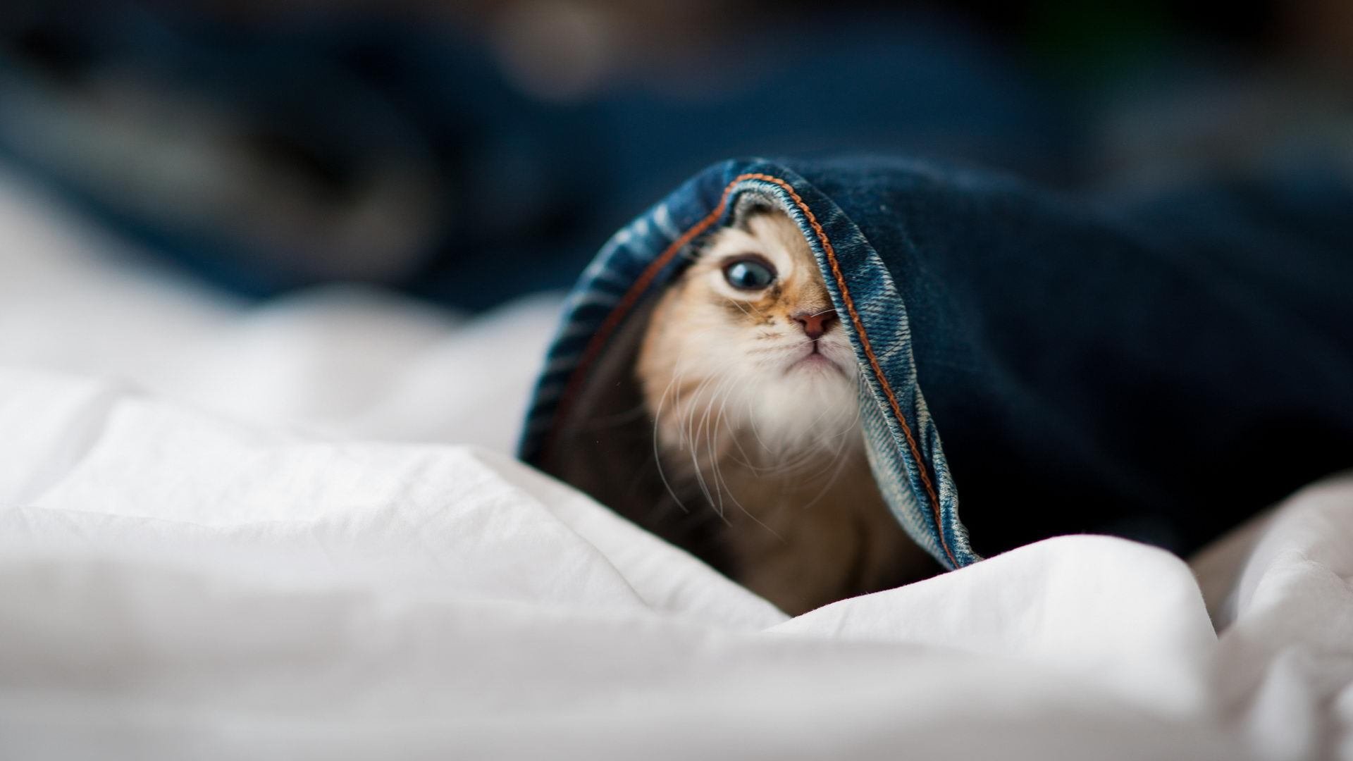 运动员技能提升路径,运动员技能提升路径怎么写