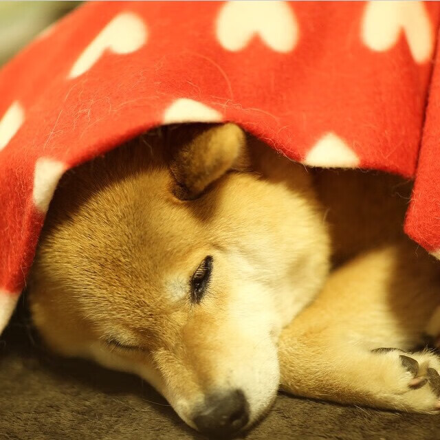 青少年体育社交行为与心理健康关联研究,体育运动对青少年心理健康的影响