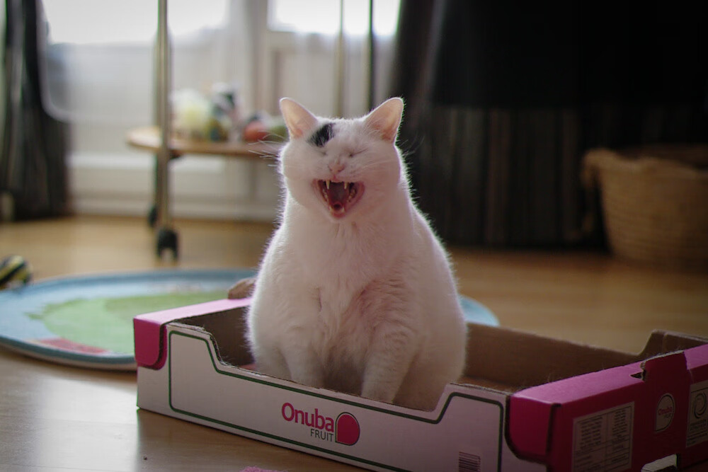 Ryad Lefkir 独得 11 分,大胜中非共和国 21–4,中非共和国的最新消息