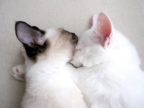 “台球高手齐聚天府校区,挑战精准与速度的极限”