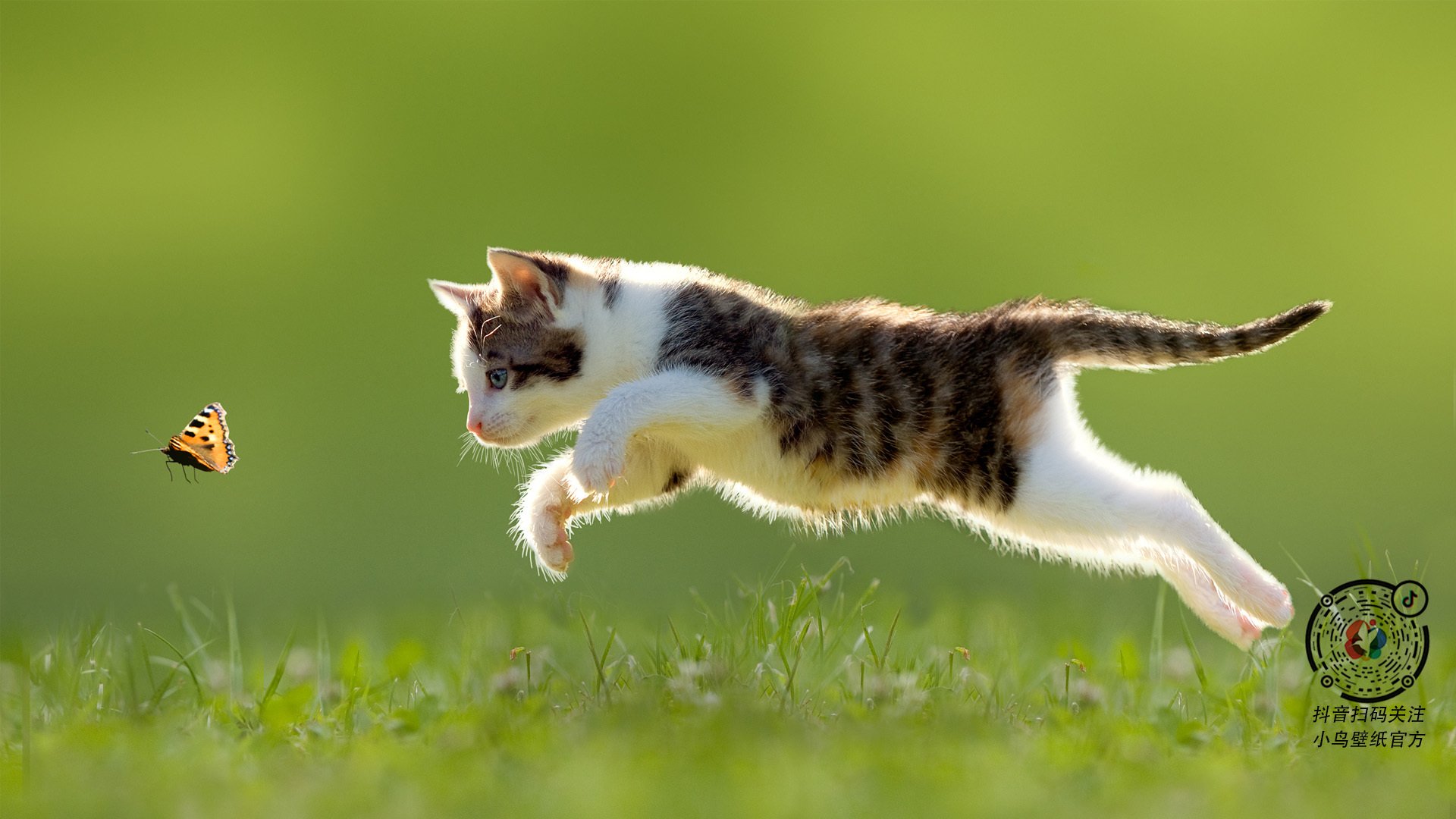 中超联赛中国队晋级 球迷群体积极互动,中超联赛所有队伍