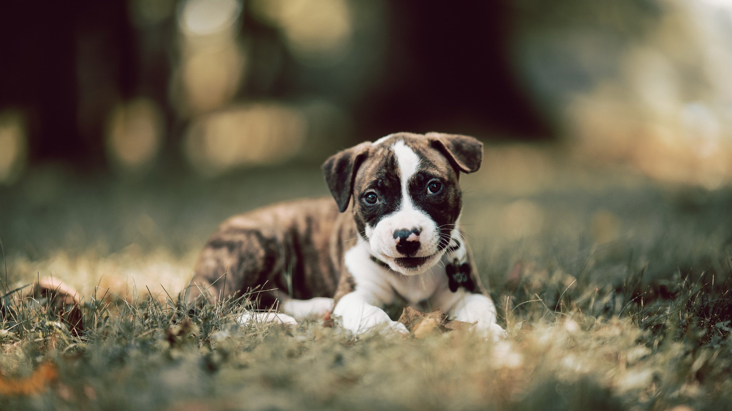 国家队防守切换未形成有效区域联动,未设置防守阵容无法申请