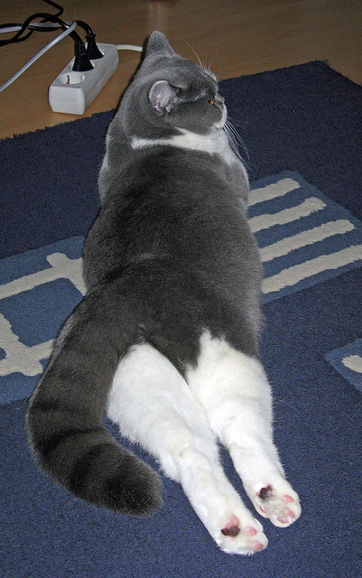 最经典绝杀视频回顾,最经典的绝杀