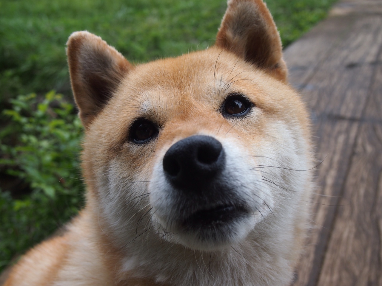 爱游戏官网-世界杯逆天助攻：精彩瞬间点燃绿茵场！，搜索世界杯助攻