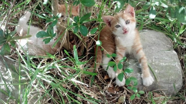 地方球队开展训练营送教下乡活动普及专业篮球知识,篮球培训招生活动