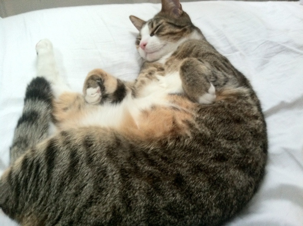 格鲁吉亚女篮在欧洲锦标赛中夺冠,崭露头角的佳绩队伍,格鲁吉亚参加过欧洲杯吗