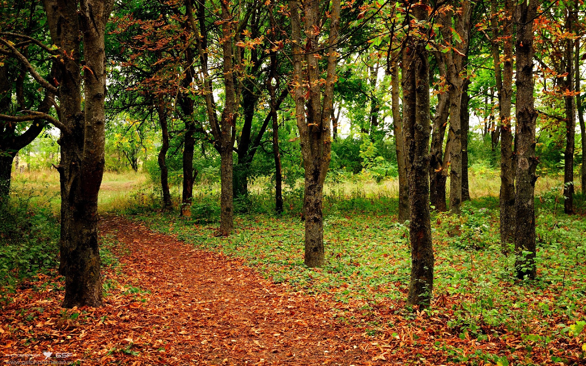格鲁吉亚女篮在欧洲锦标赛中夺冠,崭露头角的佳绩队伍,格鲁吉亚参加过欧洲杯吗