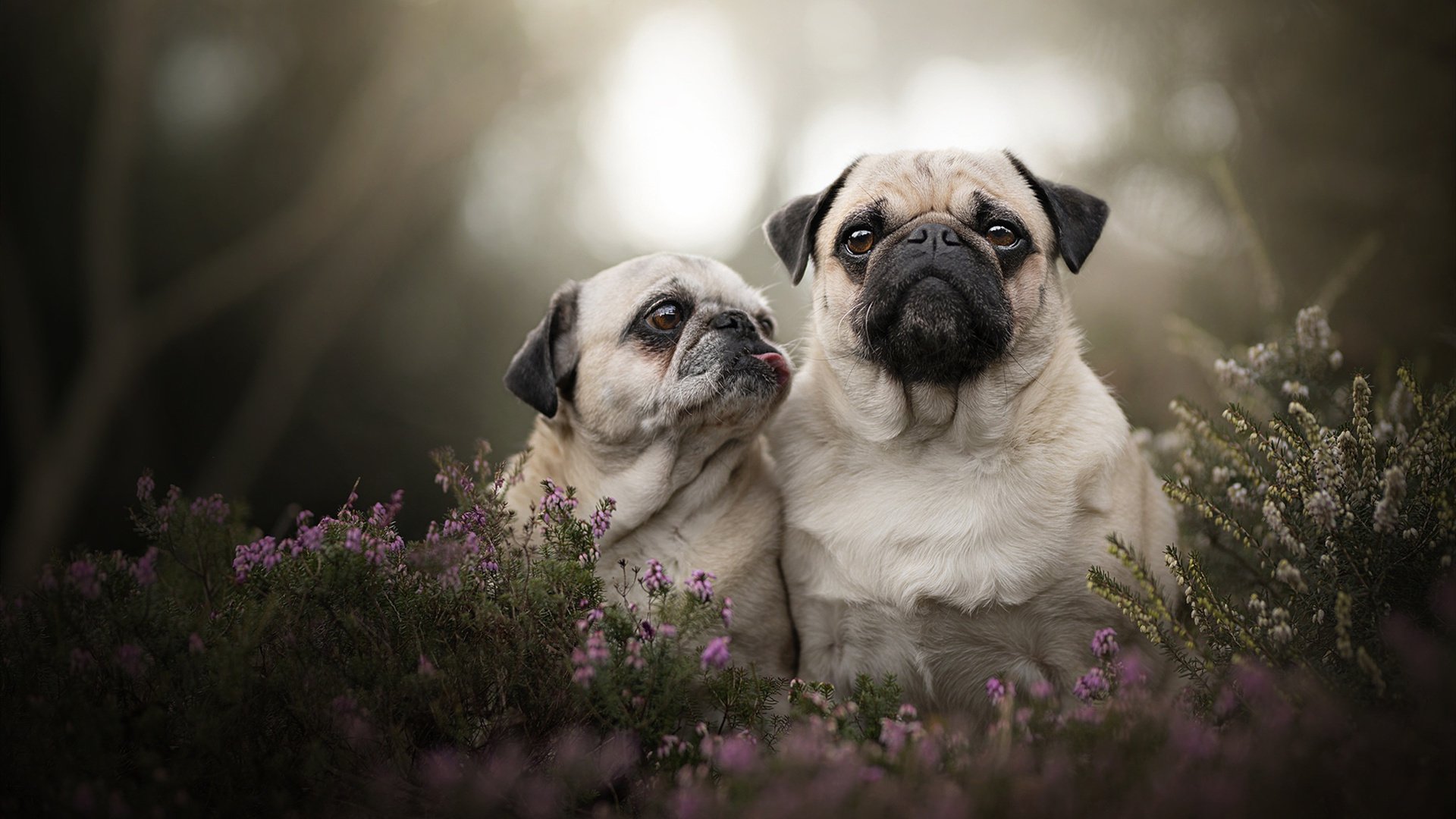 男篮老将保持良好竞技状态持续为球队注入关键力量,男篮选手