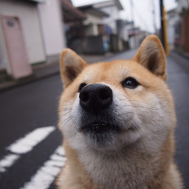 萨默·麦金托什决赛发挥获教练高度评价,萨麦尔是谁