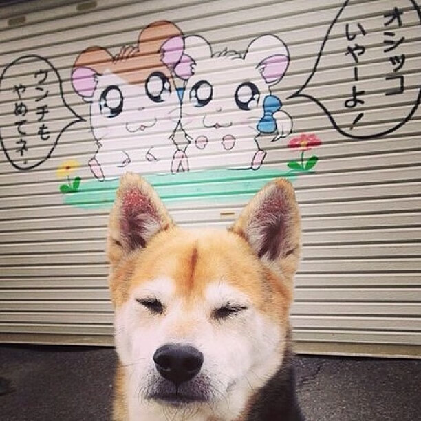 跳水半决赛波兰成功晋级,跳水半决赛成绩带入决赛