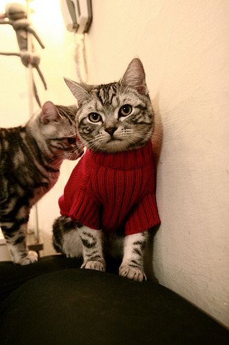 黎巴嫩男篮在西亚锦标赛中奋勇拼搏,冲击奥运佳绩,黎巴嫩男篮亚洲杯